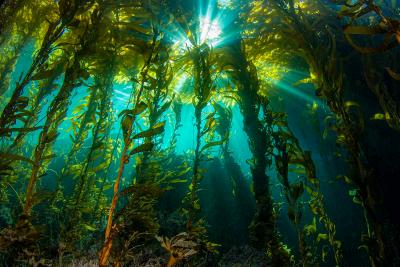 Resources :: 44c Kelp Forest Pane of ten
